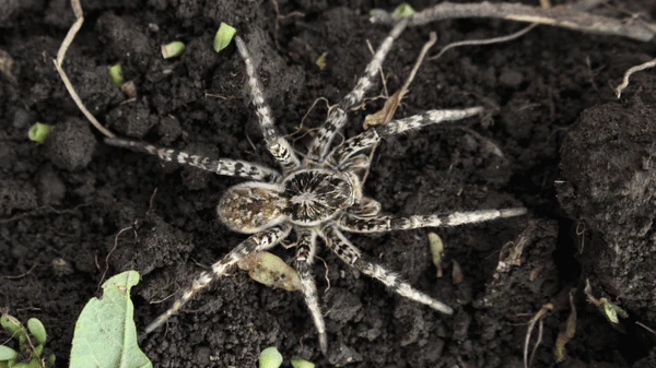 Tarantula spider on soil