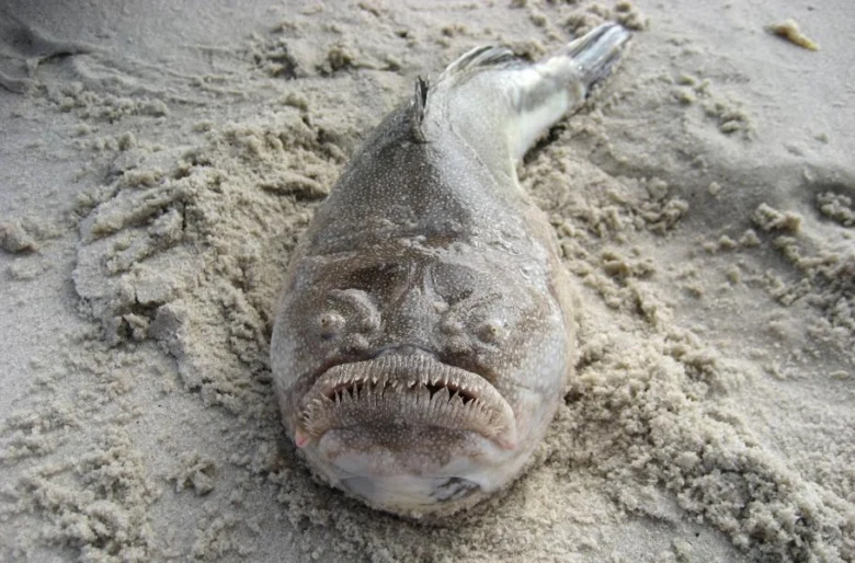 Foto úhoře s dlouhým chobotem ležícího na pláži.