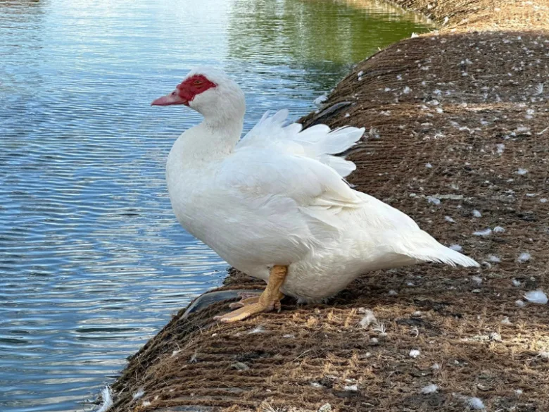 Bílá kachna pižmová stojí na břehu u vody.
