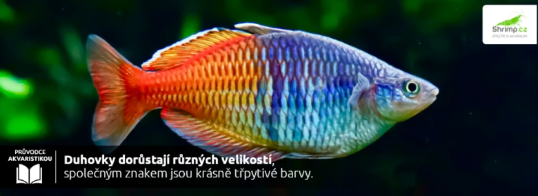 Duhovka s barevnými ploutvemi v akváriu na tmavém pozadí.