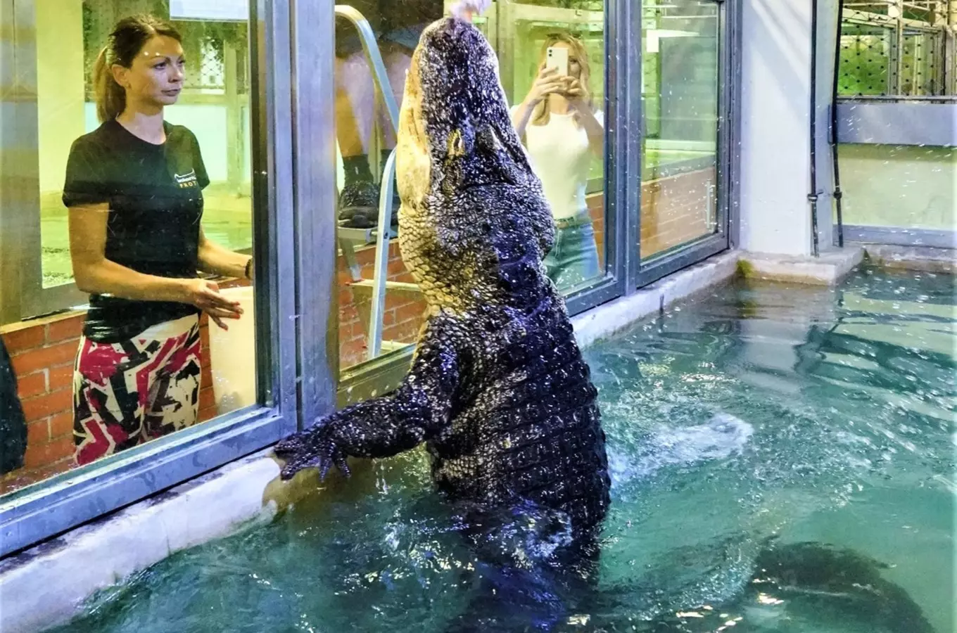 Krokodýl stojí ve vodě s trenérem v areálu zoo Protivín.