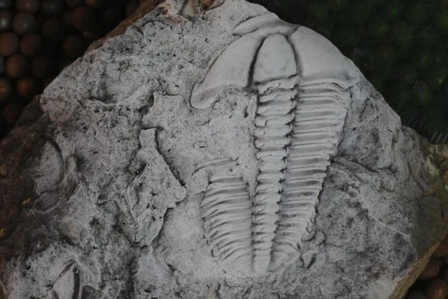 Fosilie trilobita v šedé hornině s detailním vzorem.