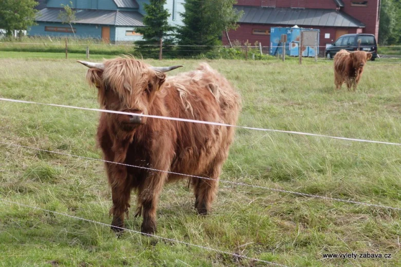 Horní skot stojí za plotem na trávníku s dalšími zvířaty v pozadí.