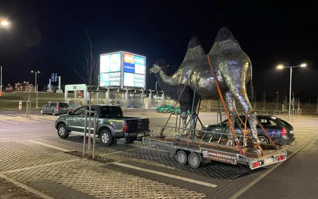 Velbloud v Plzni je transportován nočními ulicemi na přívěsu.