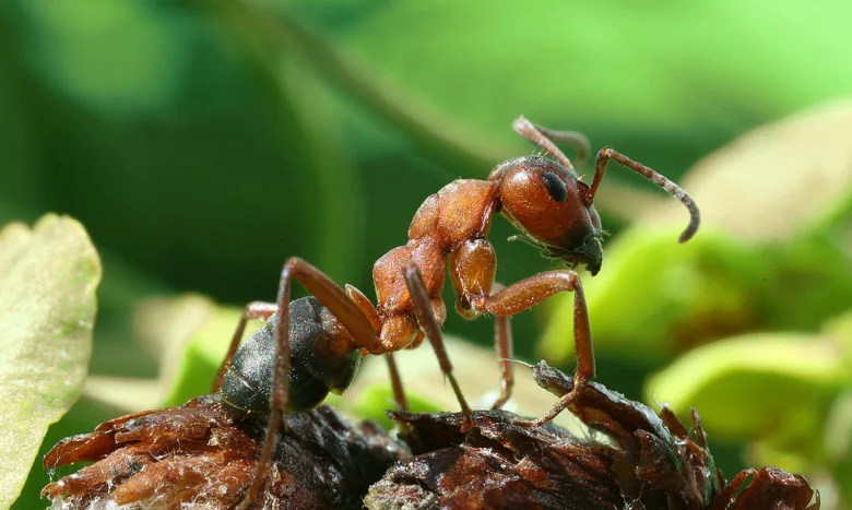 Bližší záběr na mravkoleva běžného Formica rufa stojícího na kůře.