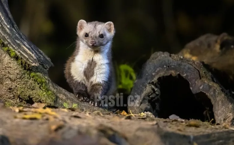 Lesní kuna stojí mezi kmeny v lese s tmavým pozadím.
