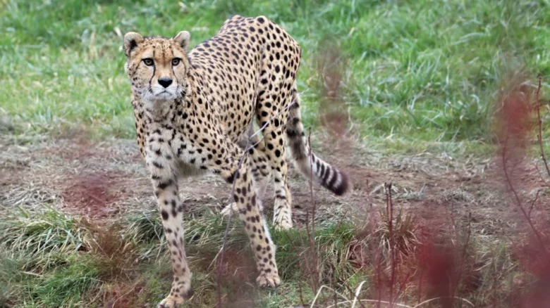 Gepard chodí po travnatém terénu v přírodě.