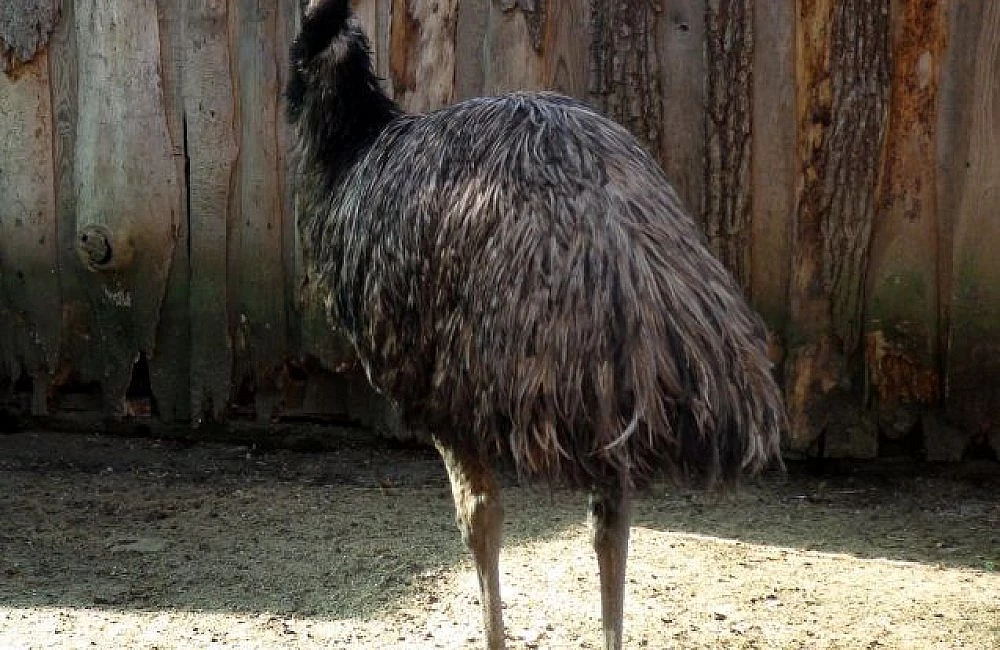 Emu pták zezadu před dřevěným plotem v zoo.