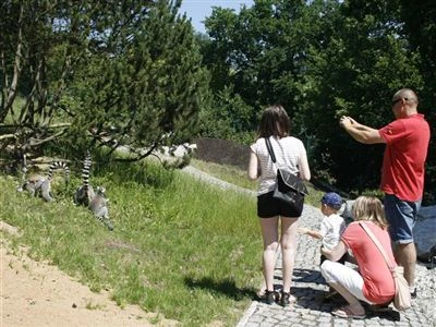 Navštěvující pozorují lemury v zoologické zahradě.