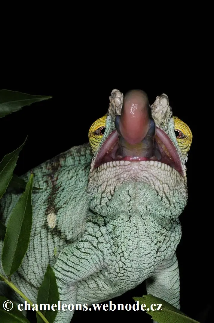 Chameleón s vytaženým jazykem na tmavém pozadí mezi listy.