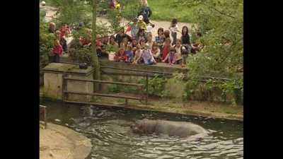 Hippopotam v ohradě zoologické zahrady s diváky.