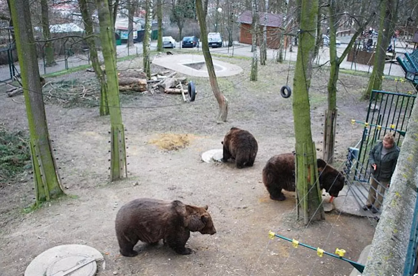 Tři hnědé medvědy v ohradě zoologické zahrady s stromy.