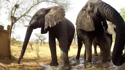 Dva africké sloni stojí u vody v přírodě.
