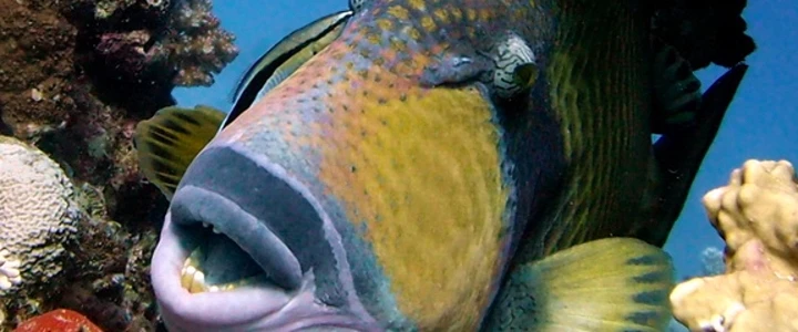 Triggerfish face close-up