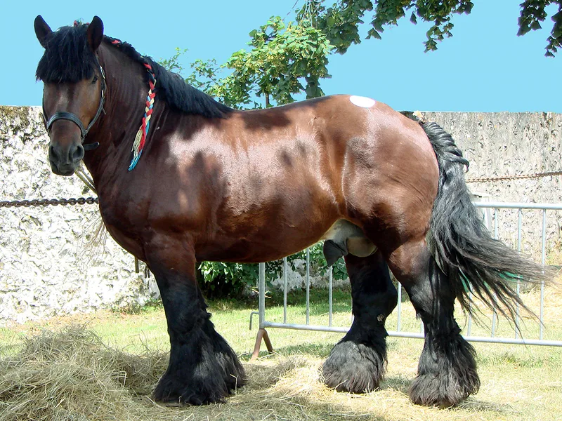 Hnědý kůň plemene Clydesdale s dlouhými chlupy na nohou.
