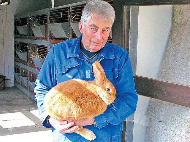 Muž drží hnědého králíka v chovu.