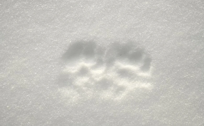 Stopa v sněhu od kuny nebo jiného mustelida.