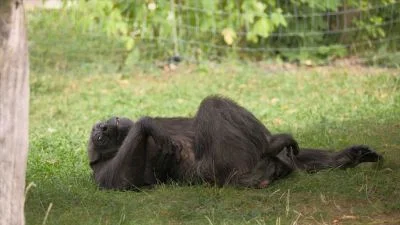 Chimpanzee lying on grass