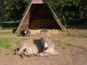 Dva osli v areálu minizoo s dřevěnou přístřeškem.