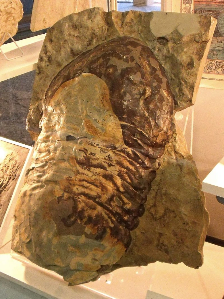 Fosilie trilobita v hornině - prehistorické mořské stvoření