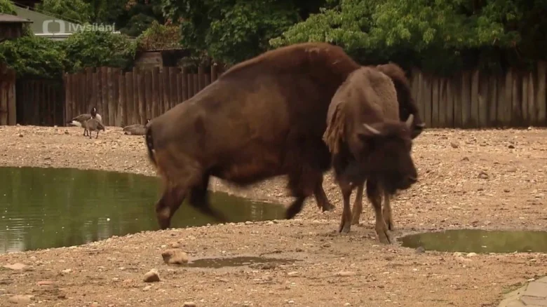 Dva dikobrazy se potkávají v ohradě s vodou.