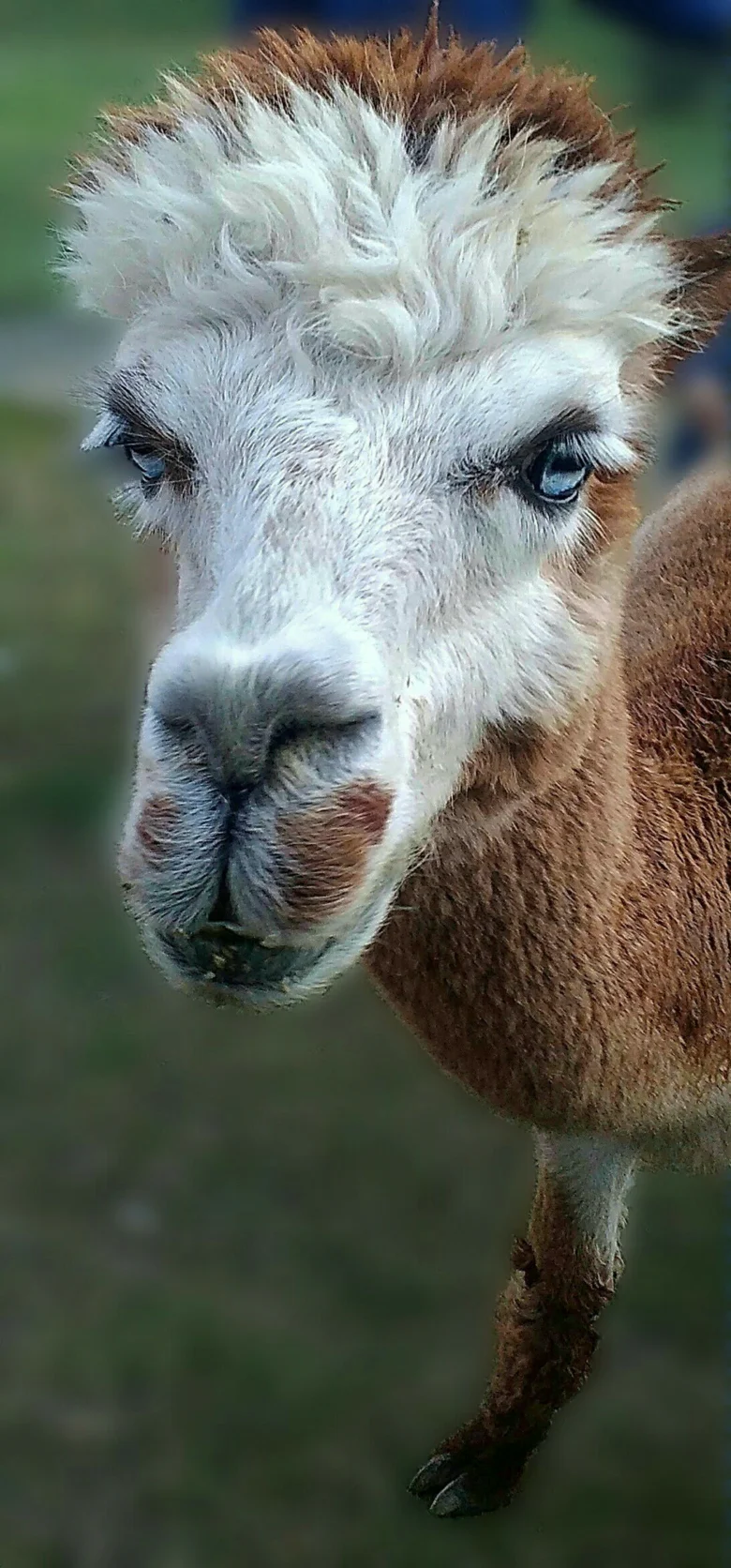 Blízky záběr na hlavu alpaky s výraznýma očima.