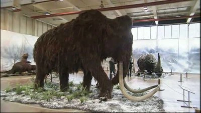 Velký slonovobílý mamut v muzeu na sněhové scéně.