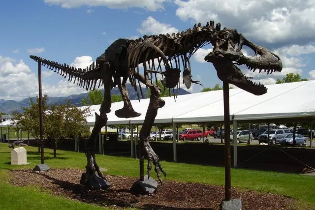 Skelet tyranozaura Rex vystavené venku pod modrou oblohou.