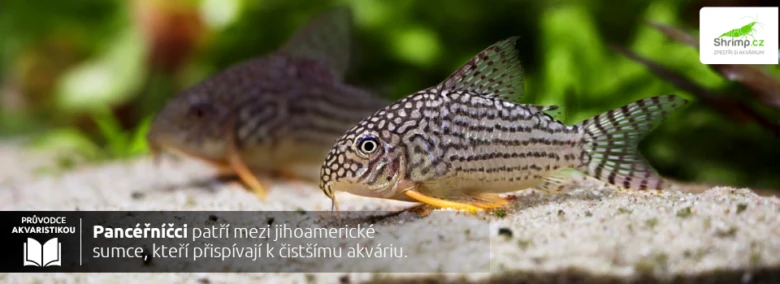 Dva pancerníci v akváriu s písečným dnem.