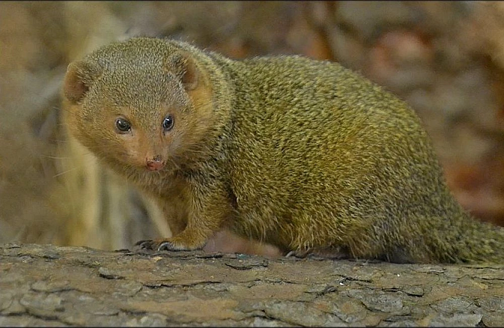 Mongoose on log