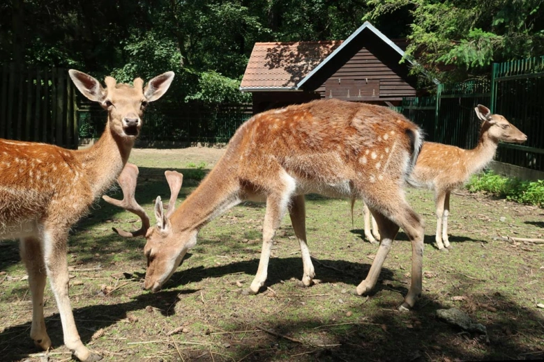 Tři skvrnití jeleni pasou se v ohradě zooparku.