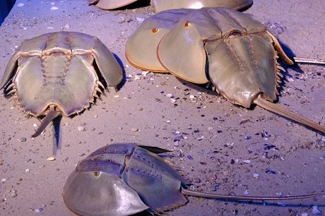 Živí trilobitovci (horseshoe krabi) na písečném dně.