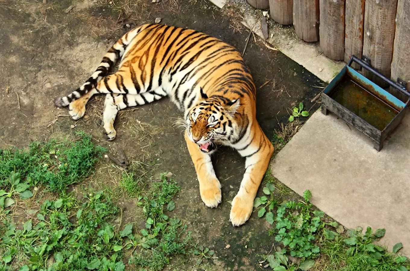 Tiger in enclosure