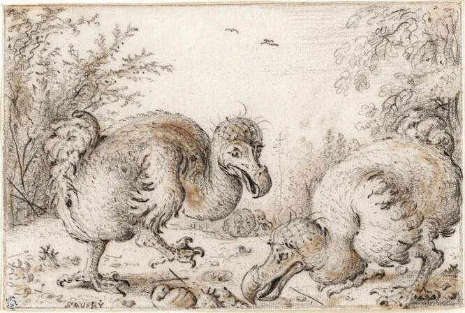 Dodo birds in natural setting