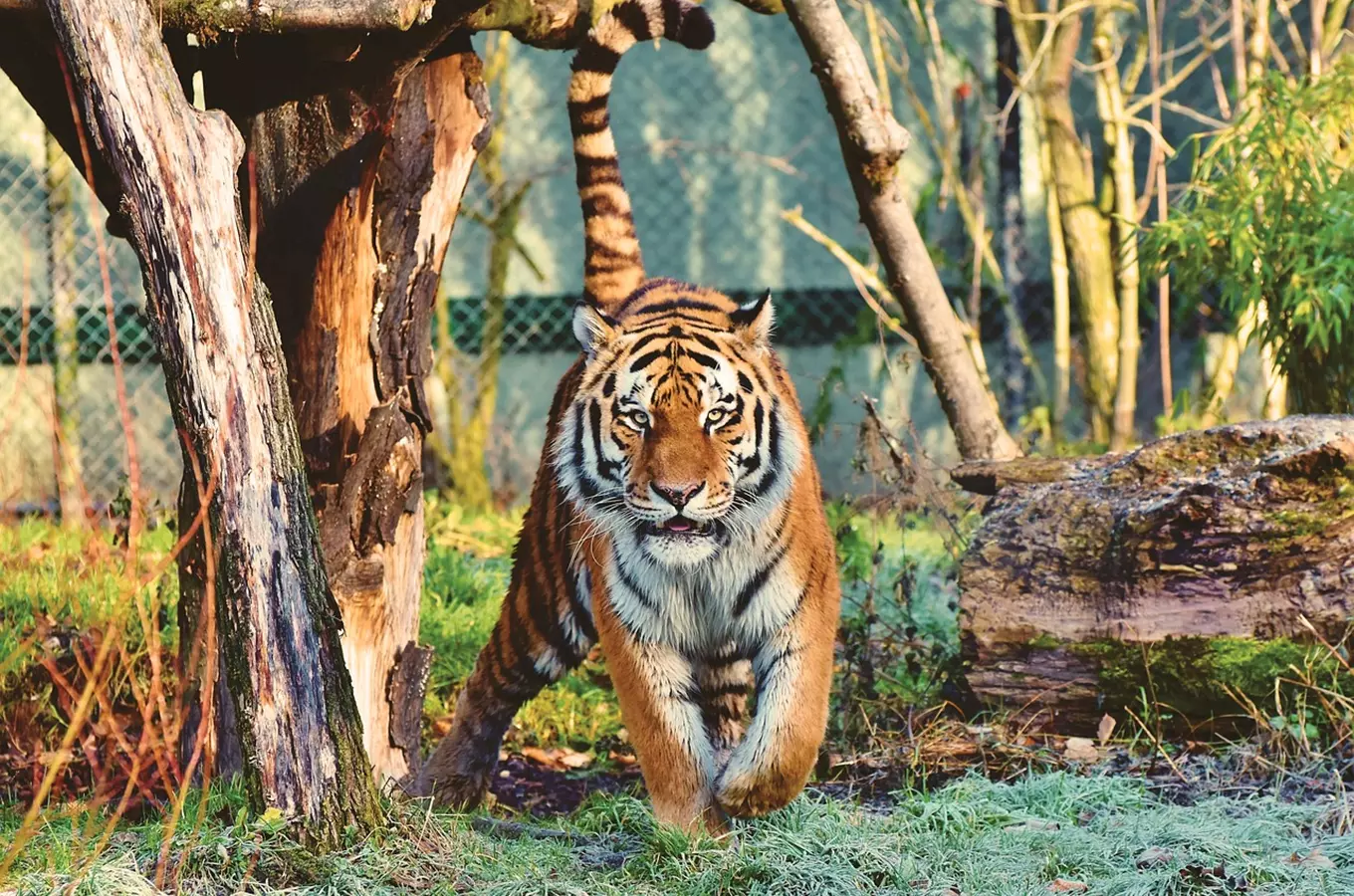Tiger chodící po výběhu v Liberecké zoologické zahradě.