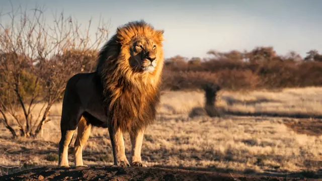 Male lion standing in savanna