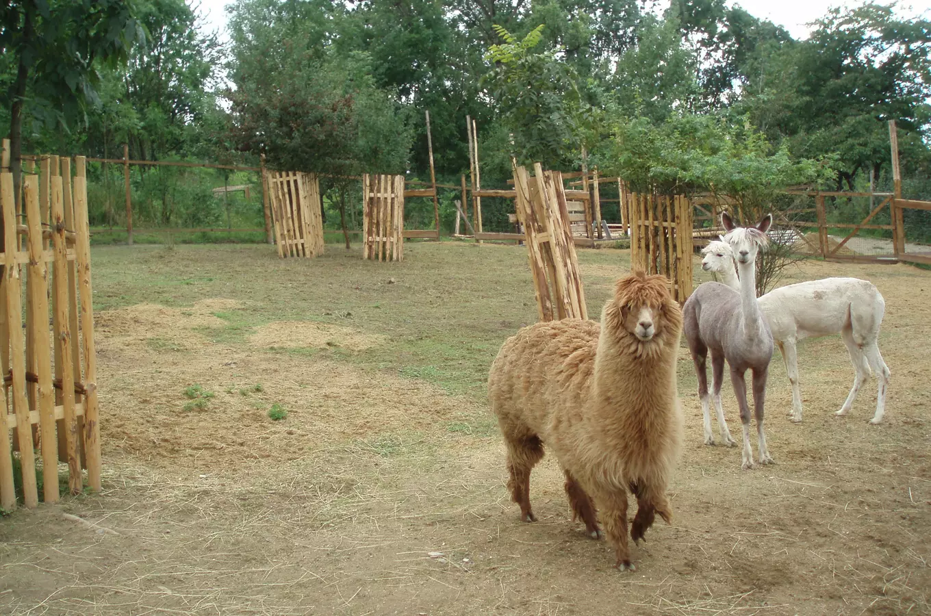 Alpaky v ohradě zoologické zahrady s dřevěnými bariérami.