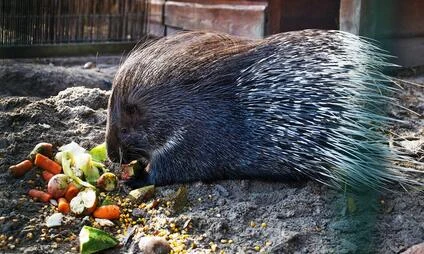 Jehněčí se krmí zeleninou v ohradě zoologické zahrady.