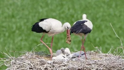 Storks feeding chicks in nest
