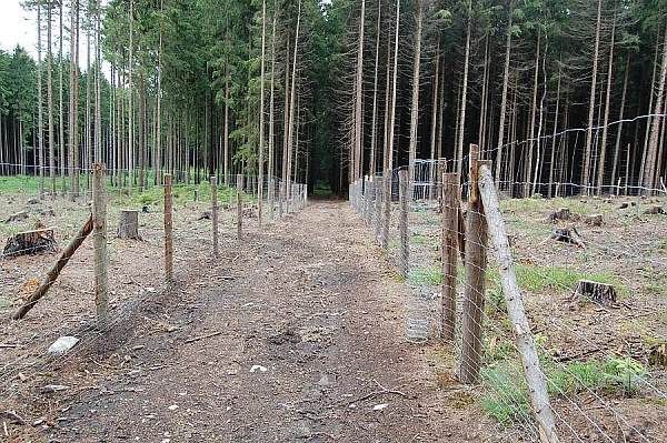 Zalesněná cesta s plotem v obci Jindřichovice pod Smrkem.