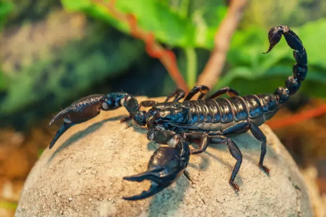 Černý skorpion sedící na kamenu s rozostřenou zelenou vegetací.