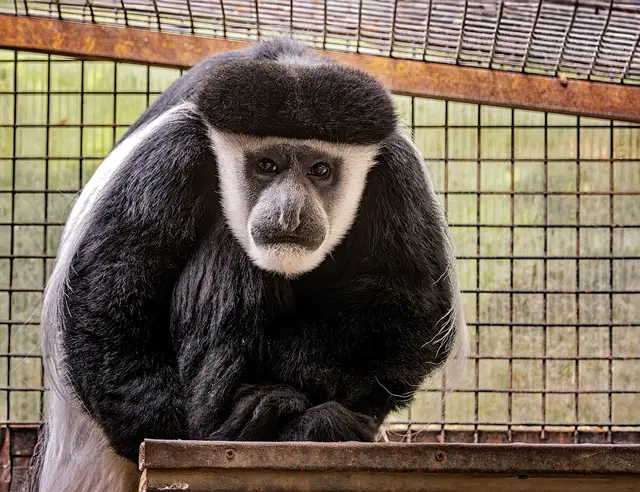 Černobílý kolobus v kleci zoologické zahrady.