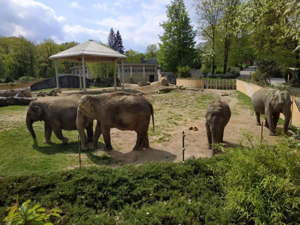 Slovenské slony v areálu českého zoologické zahrady.