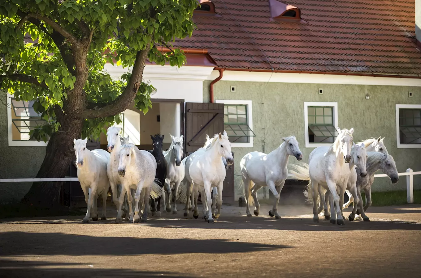 White horses running out of stable