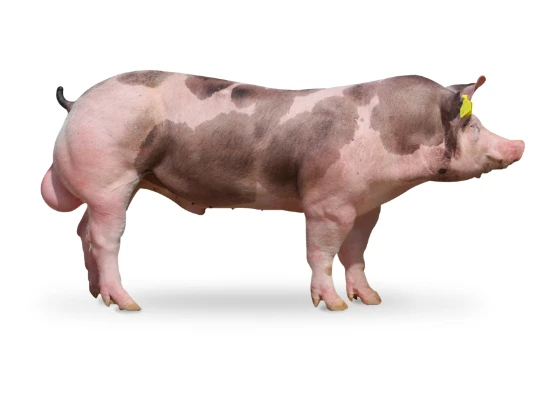 Fotografie prasata plemene duroc s typickymi skvrnami.