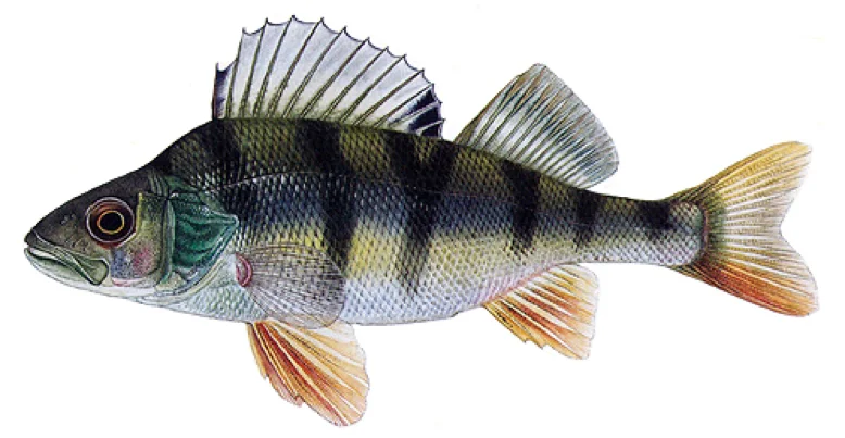 Ilustrace evropského okouna s charakteristickými pruhy.