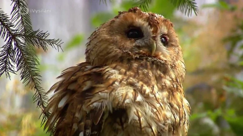 Detailní záběr na sovu s hnědým peřím sedící v jehličnatém stromě.