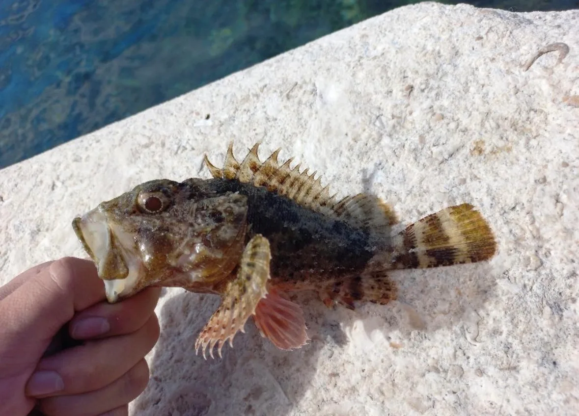 Ruka drží chytenou rybu na kamenné stěně u moře v Chorvatsku.