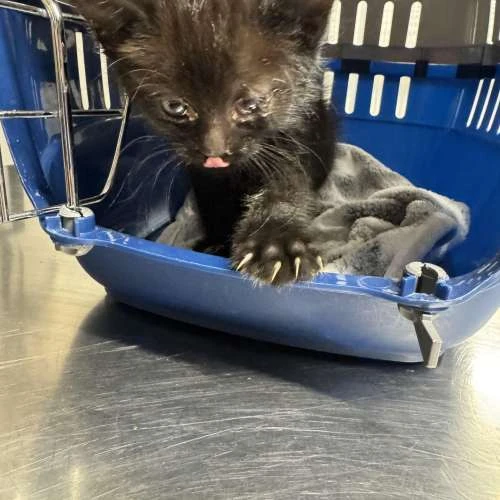 Black kitten in carrier
