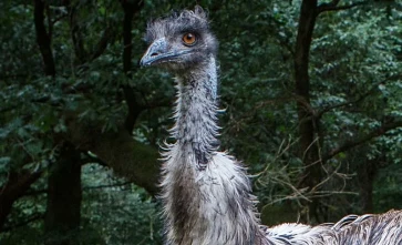 Blízko na emu v lesním prostředí s tmavě zeleným pozadím.